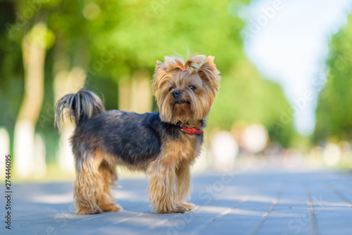 Portrait of a Yorkshire Terrier in the park. Photographed close-up with a highly blurred background.