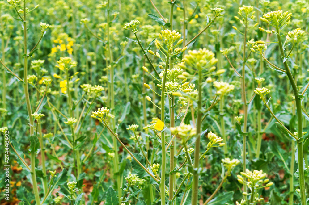 Yellow oilseed rape flowers. Flowering rapeseed. Cultivation of oilseeds.