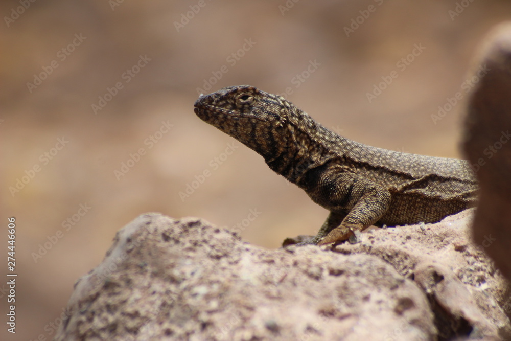 Desert lizard near the city of Iquique in Chile
Desert lizard near the city of Iquique in Chile