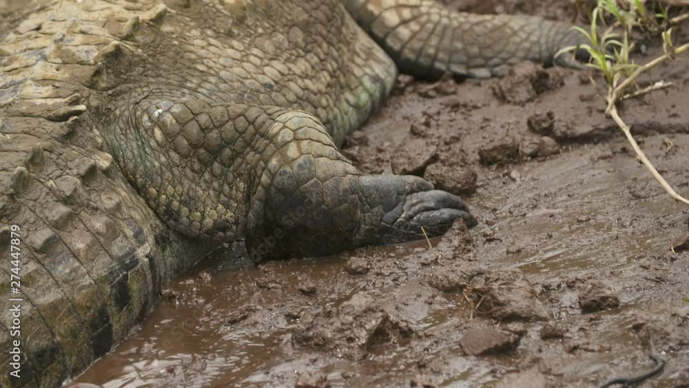 Close-up high angle front side aerial still shot of a huge Orinoco crocodile lying at the bank of a tropical plain river with green algae stained body scales, sharp scutes, and large front and hind Close-up high angle front side aerial still shot of a huge Orinoco crocodile lying at the bank of a tropical plain river with green algae stained body scales, sharp scutes, and large front and hind