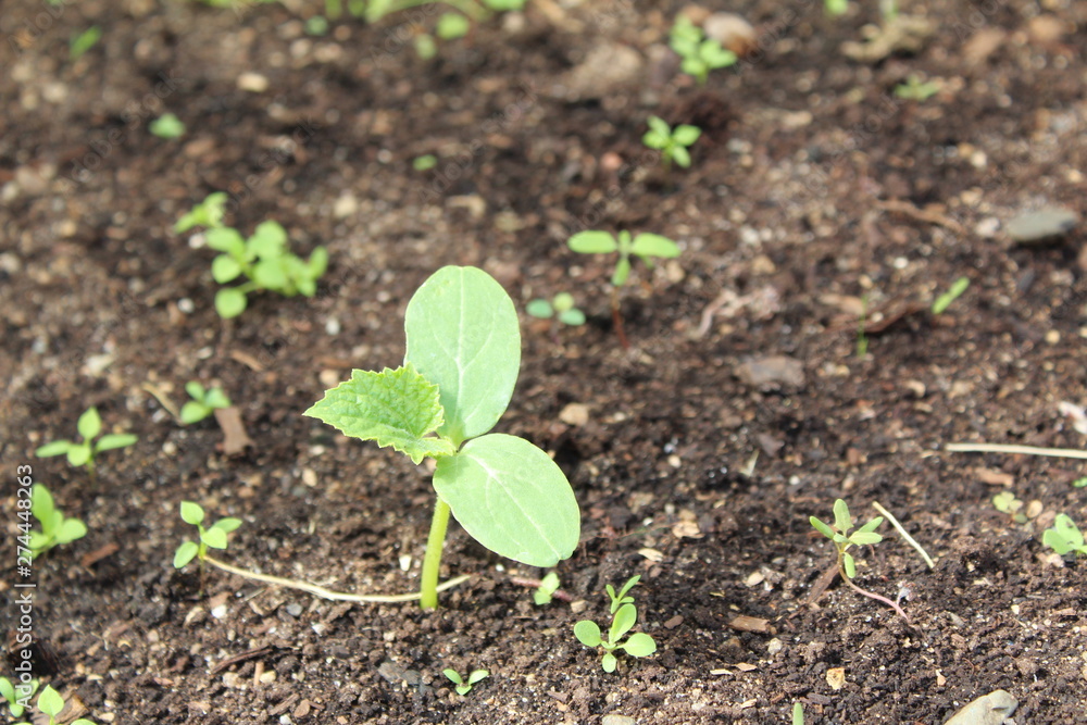 cucumber sprouts in the soil in the summer cucumber sprouts in the soil in the summer