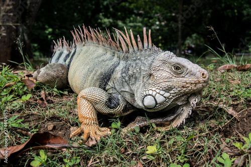 Iguana  © German Rojas