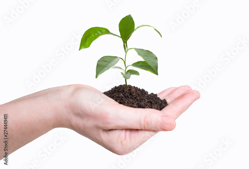 Woman holds in her hand a young mango plant with earth on a white background