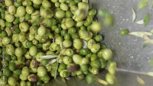 green fresh olive falling in the crusher.Olive oil Mill- slow motion photo