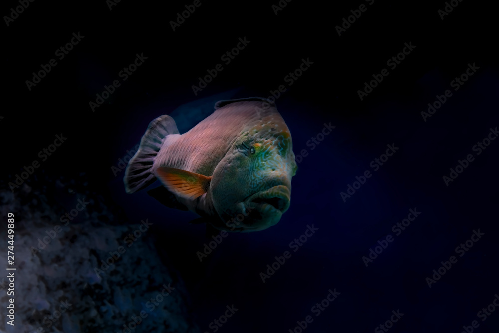 Naklejka premium Big fish swim in the dark waters deep in the sea. Beam of light illuminates a large dark fish against the dark water.