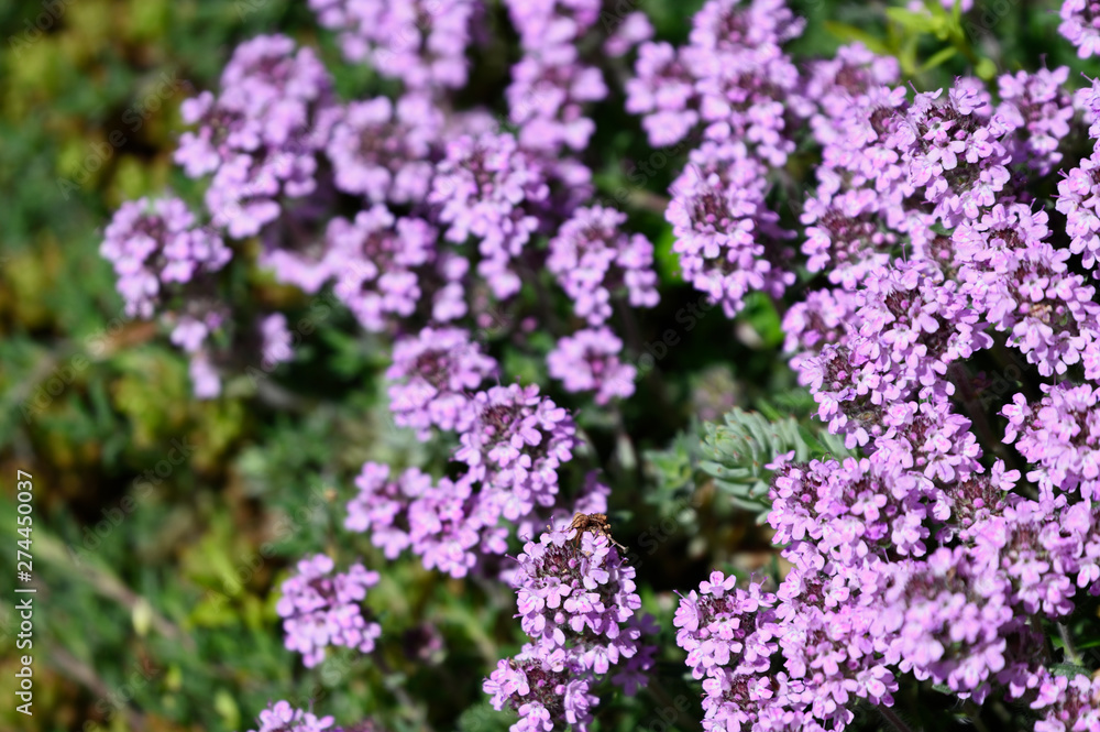 Purple tiny flowers of alpine plant.