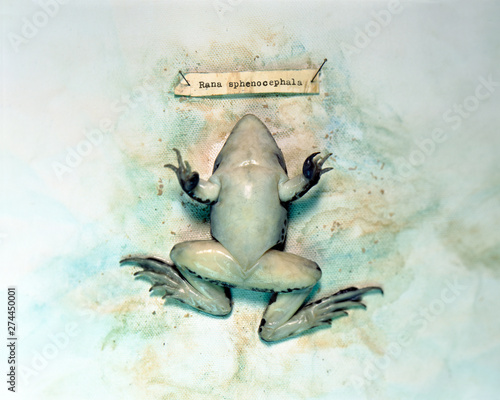Fényképezés Selective focus ddead leopard frog biology specimen with label on softly colored lab cloth