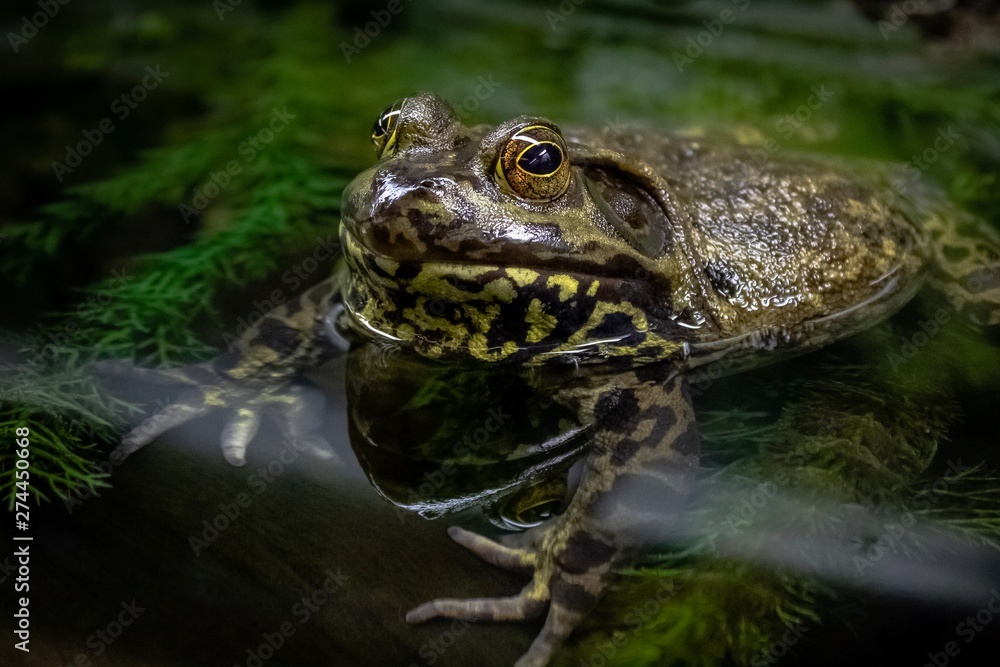 Obraz premium frog in pond
