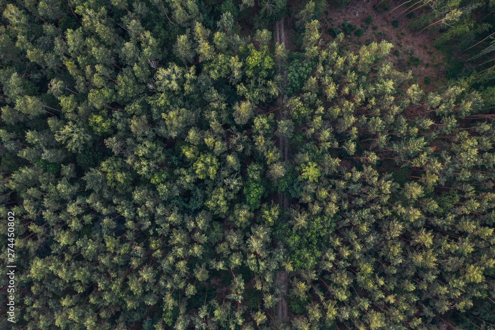 top down aerial photography of tree within a forest. 