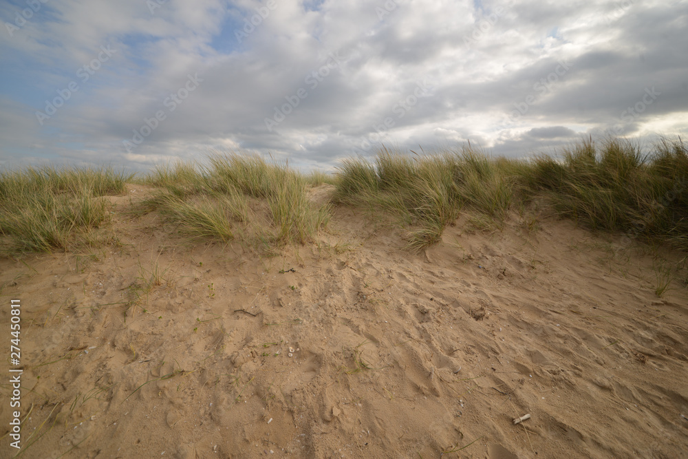 Long windblown grass on sand dunes on English beach in summer