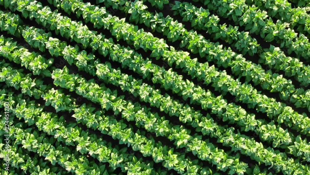 Drone shot of a green tobacco field. Drone shot of a green tobacco field.