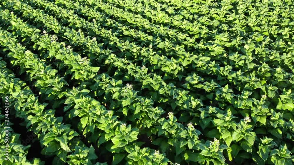 Drone shot of a green tobacco field. Drone shot of a green tobacco field.