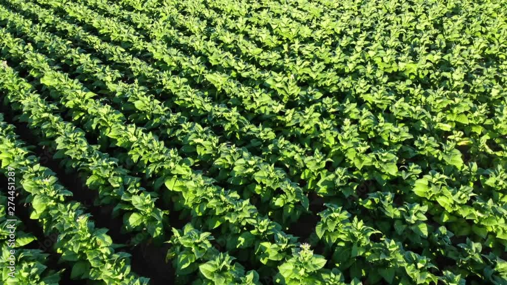 Drone shot of a green tobacco field. Drone shot of a green tobacco field.