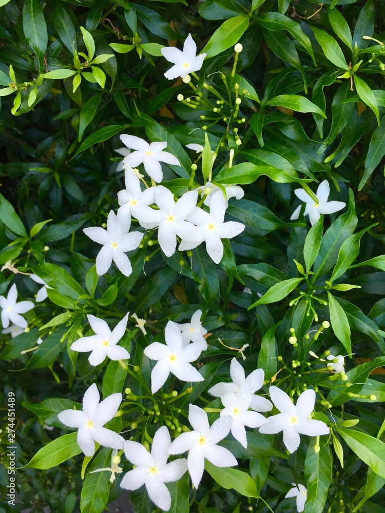 white flowers in garden white flowers in garden