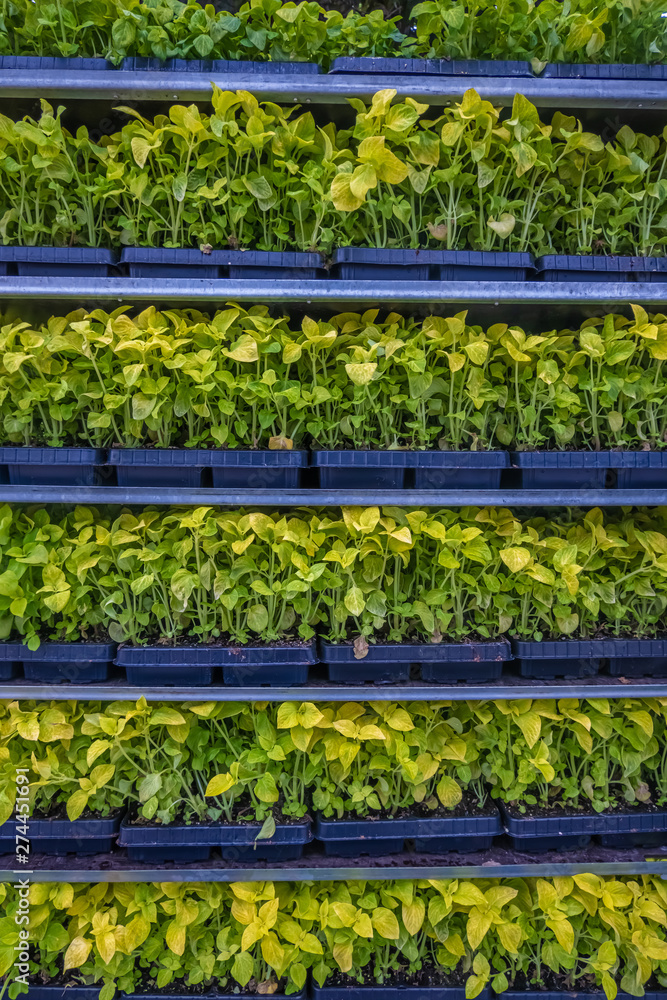 Vegetable pots ready for planting reminicent of vertical farming and green architecture Vegetable pots ready for planting reminicent of vertical farming and green architecture