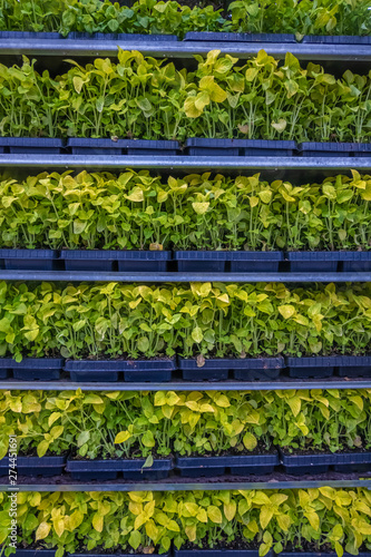 Vegetable pots ready for planting reminicent of vertical farming and green architecture photo