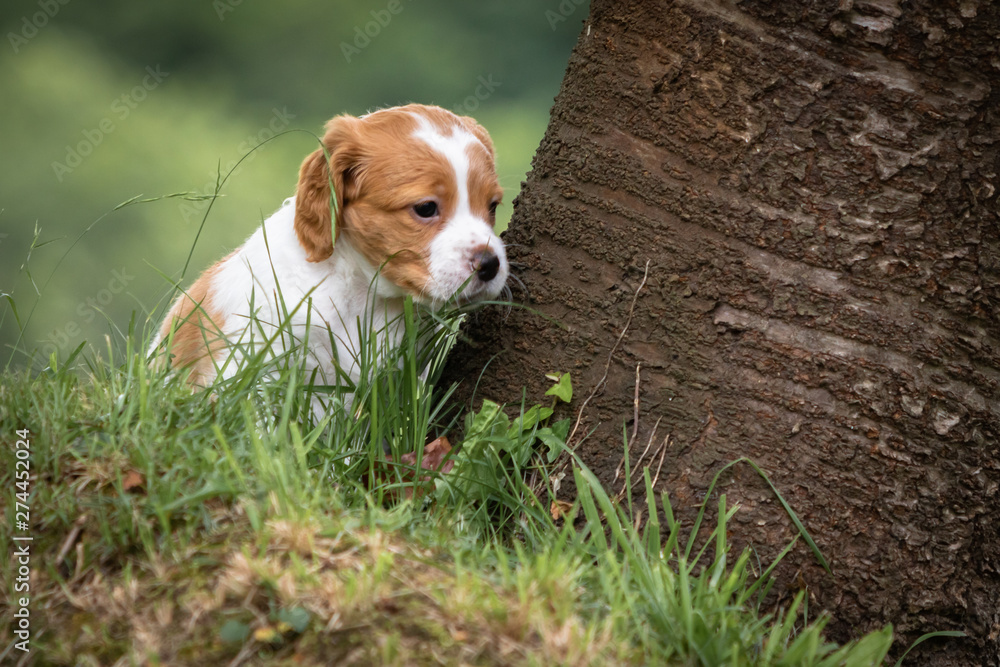 beautiful baby brittany spaniel portrait beside the tree trunk in green meadow outdoors beautiful baby brittany spaniel portrait beside the tree trunk in green meadow outdoors