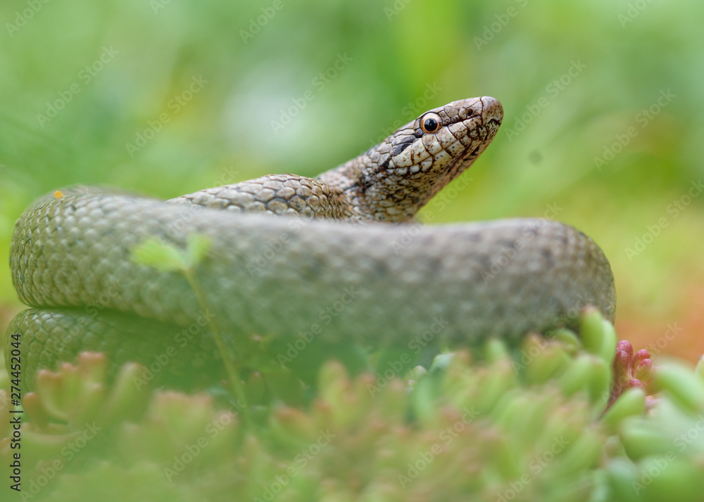 Obraz premium Smooth snake, coronella austiraca,
