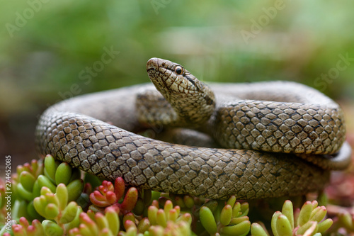 Smooth snake, coronella austiraca,