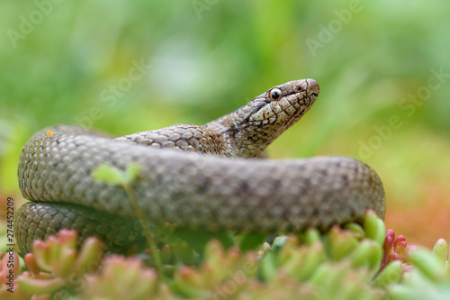Smooth snake, coronella austiraca,