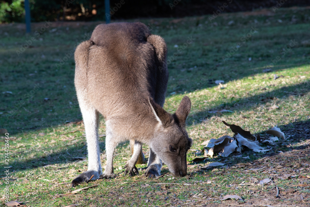 Fototapeta premium Beautiful kangaroo eating the grass