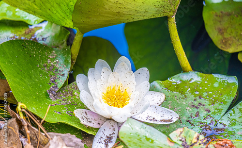 Water lily pond, Borisova Gradina (Boris' Garden), the oldest and best known park in Sofia, the capital of Bulgaria. Nnamed after Bulgarian Tsar Boris III photo