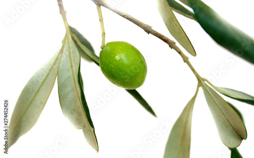 Olive branch on white background.