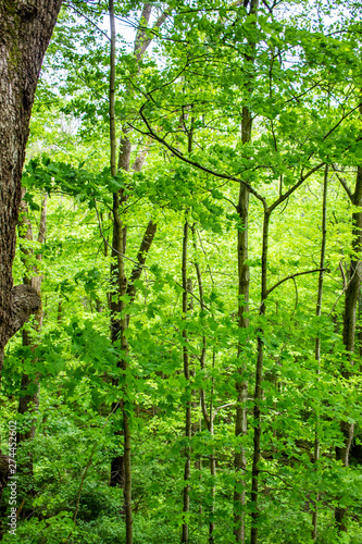 Trees portrait