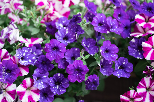Many Petunia flowers filling frame