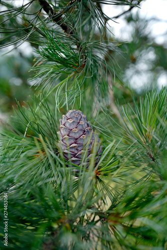 ripe cones of a swiss stone pine for a dilicious liquor