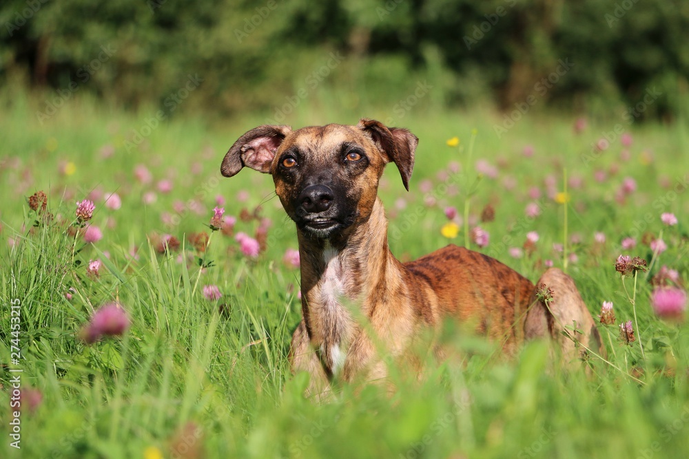 beautiful brindle whippet is lying in a clover field beautiful brindle whippet is lying in a clover field