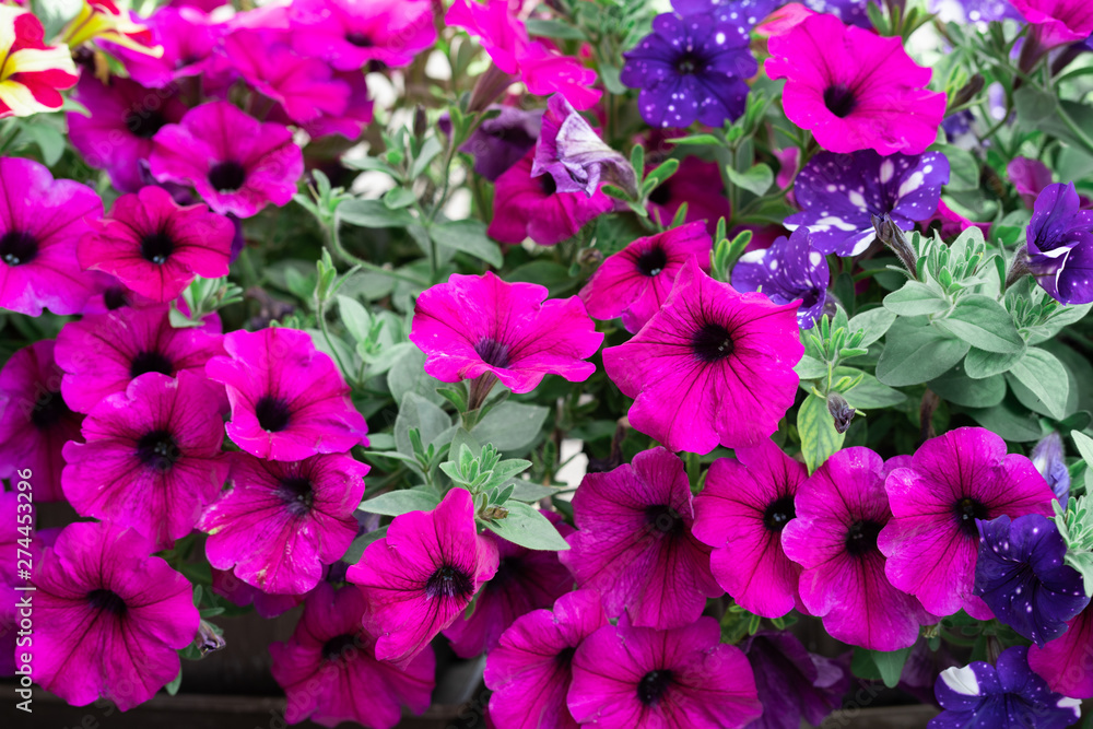 Many Petunia flowers filling frame Many Petunia flowers filling frame