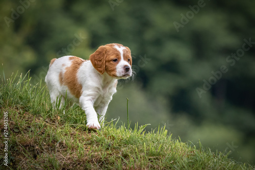 beautiful baby brittany spaniel portrait in green meadow outdoors, hunting position