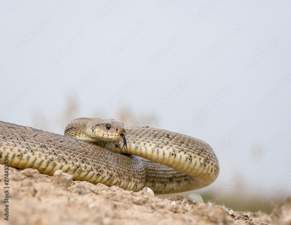 Fototapeta premium ladder snake, zamenis scalaris.