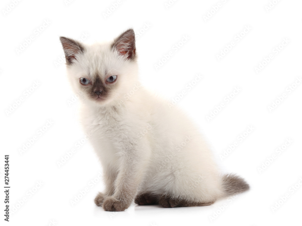 Siamese kitten isolated on white
