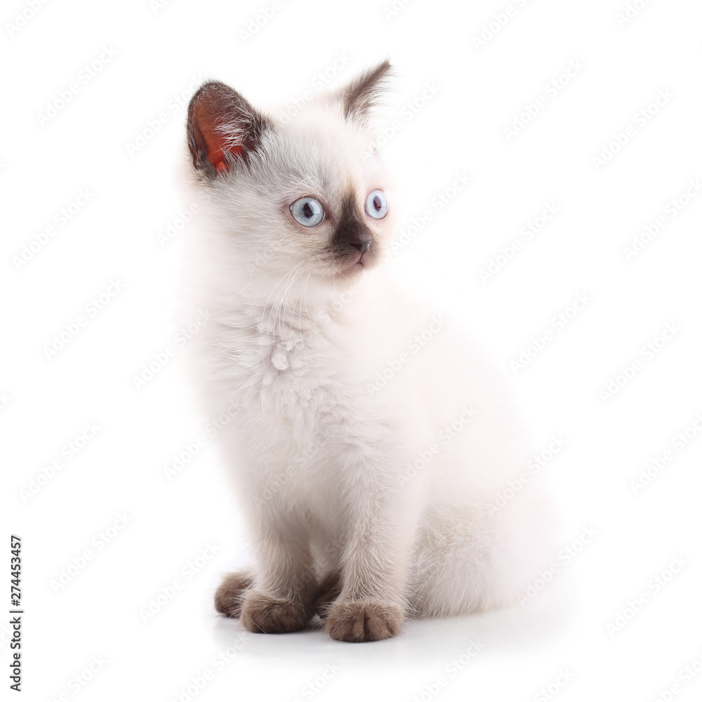 Siamese kitten is looking away isolated on white
