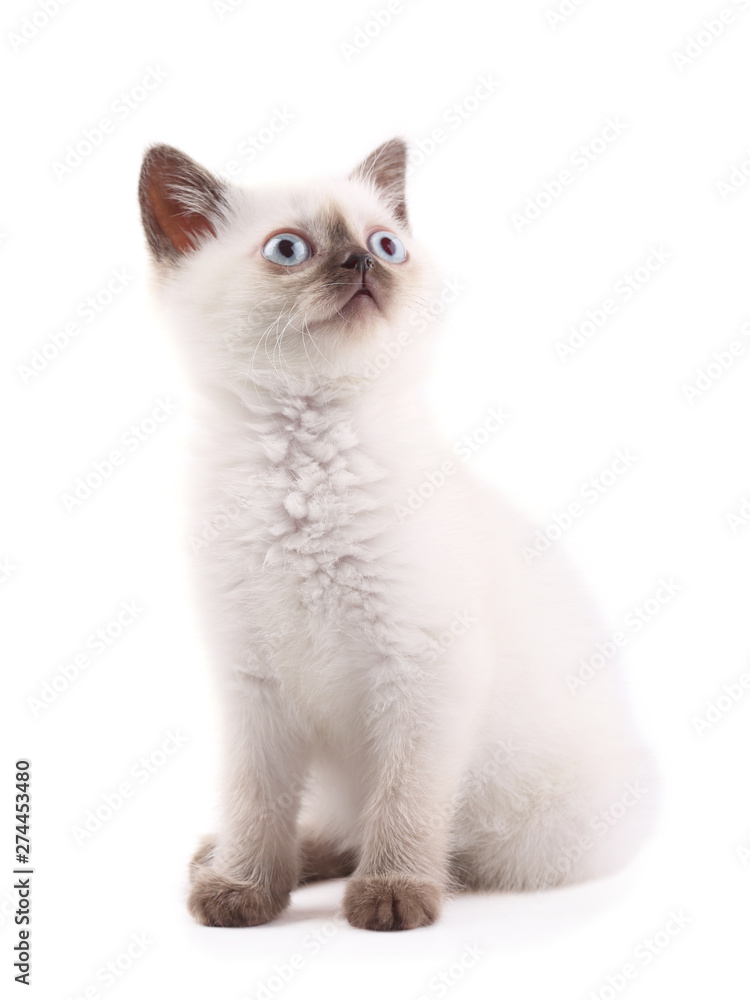 Siamese kitten is looking up isolated on white