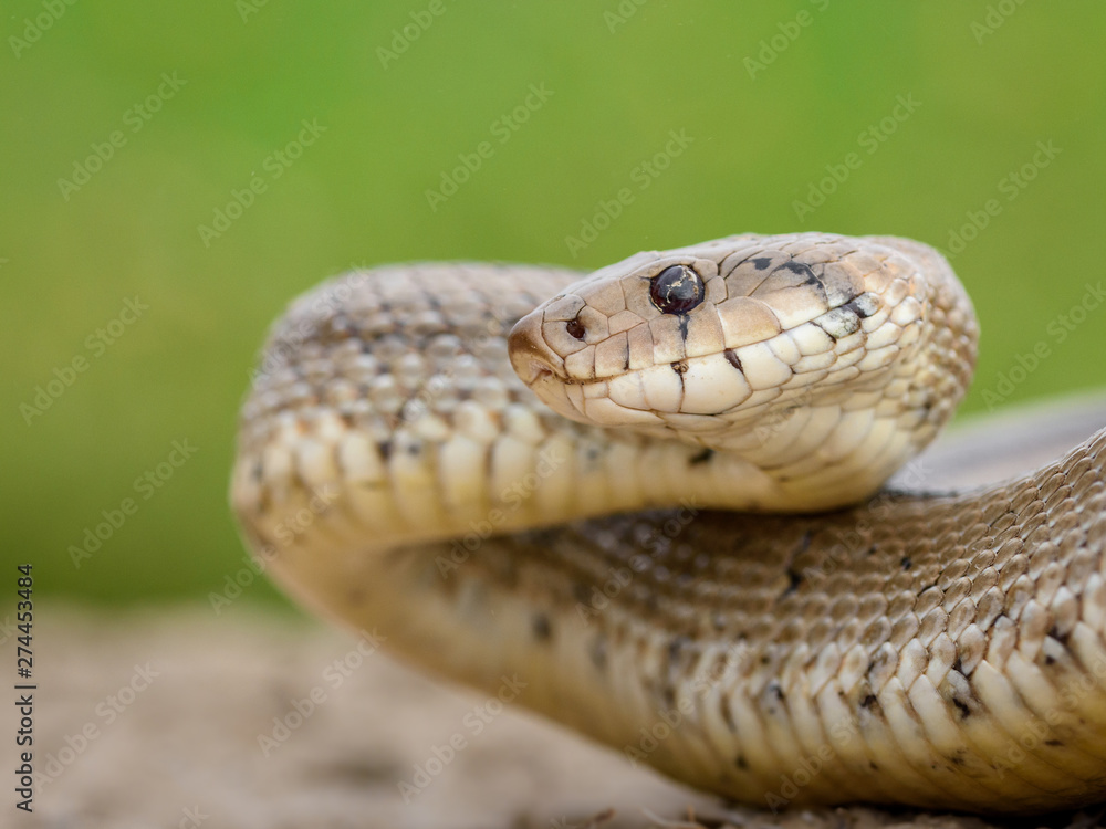 Fototapeta premium ladder snake, zamenis scalaris