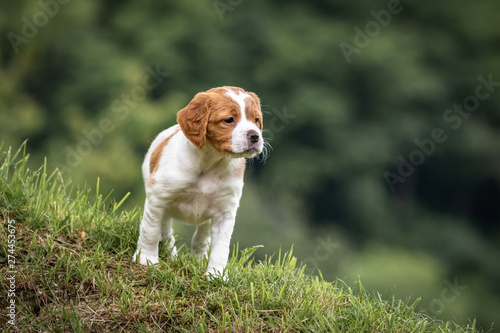 beautiful baby brittany spaniel portrait in green meadow outdoors  hunting position