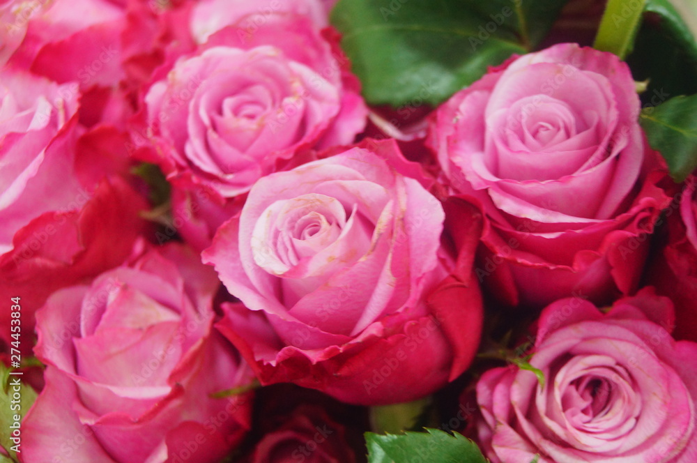 Rose flower plant landscape Rose flower plant landscape