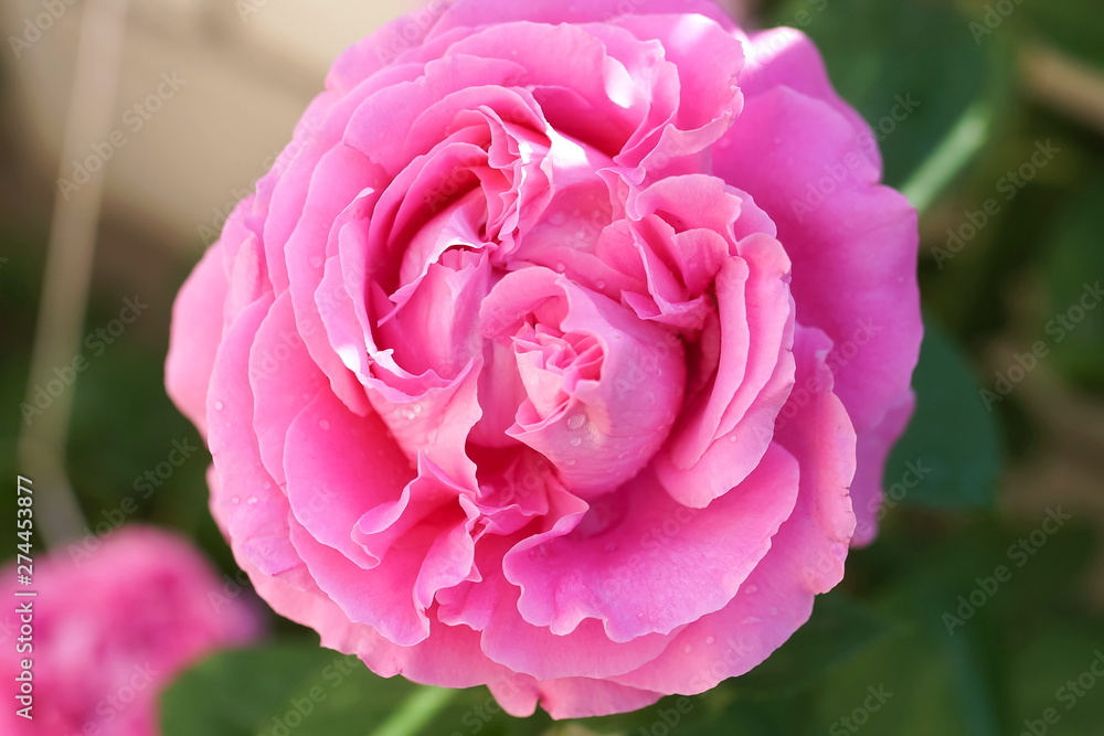 Pink roses in the flowers garden close up background Pink roses in the flowers garden close up background