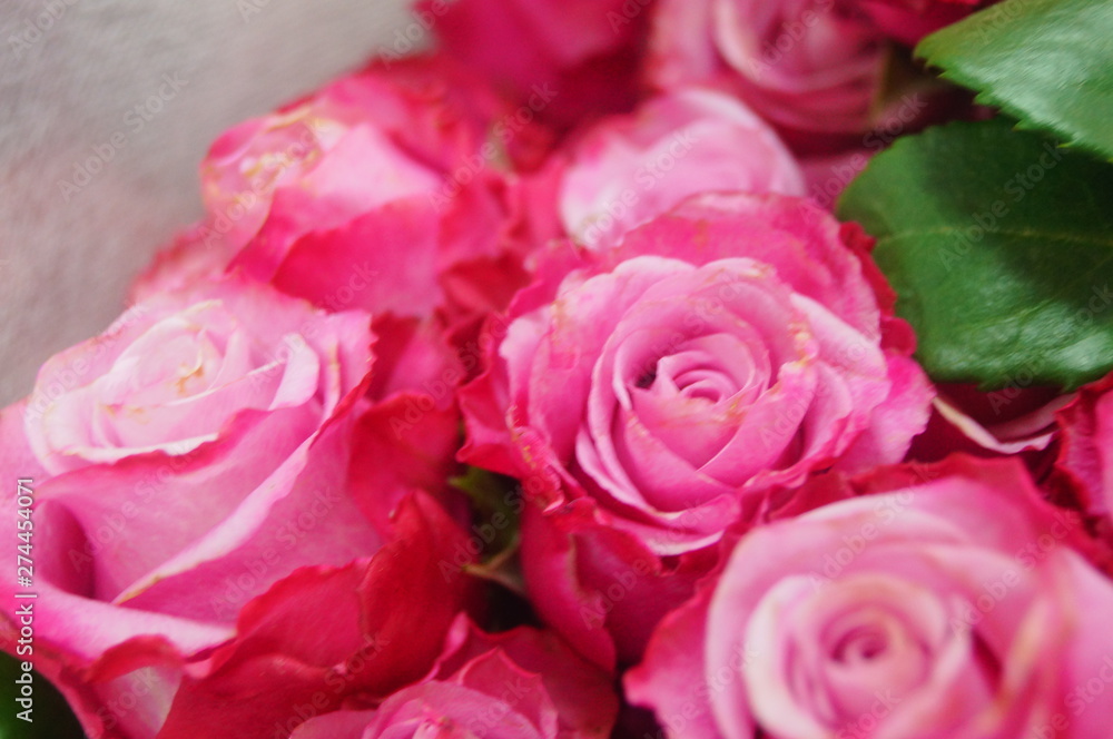Rose flower plant landscape Rose flower plant landscape