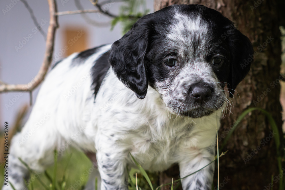 cute and curious black and white baby brittany spaniel dog  walkingpuppy portrait 