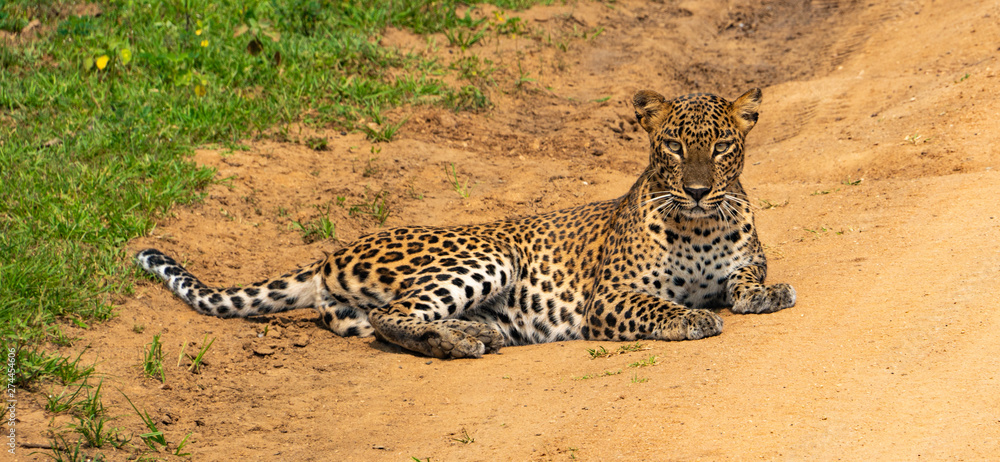 Obraz premium Leopard im Yala National Park Sri Lanka