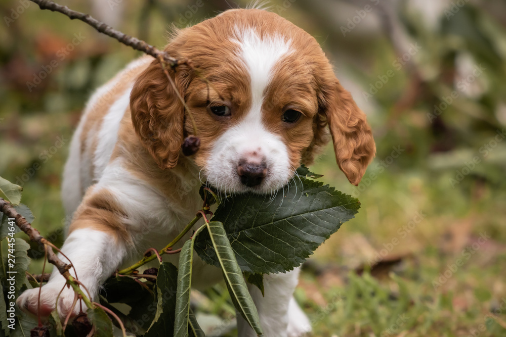 cute baby brittany spaniel dog with branch and leaves in his mouth, chewing, looking at camera