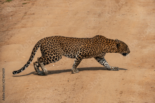 Leopard Yala National Park Sri Lanka