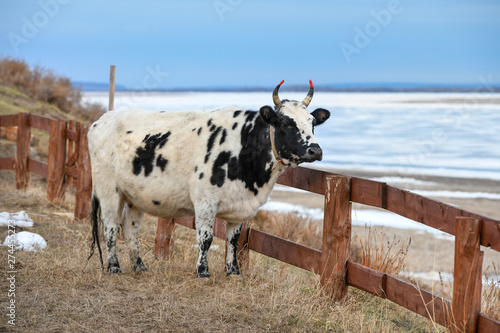 Yakut breed cow near river Lena, Republic Sakha (Yakutia). They are small in size, have a thick winter coat, resistant to extremely low temperatures, meat and milk are very valuable and nutritious. photo