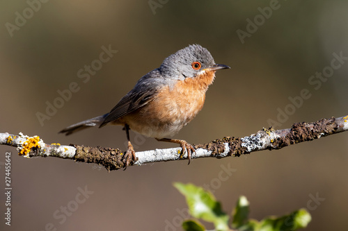 Subalpine warbler male. Sylvia cantillans, perched on the branch of a tree on a uniform background