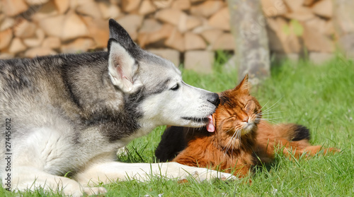 Siberian Husky dog licking Somali cat, lying together side by side in a green grass meadow in a garden, a close friendship 