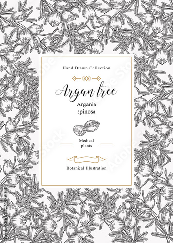 Argan tree, argania spinosa background. Nuts, leaves and flowers. Medical and cosmetic plants. Vector illustration botanical.